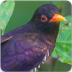 Violet Cuckoo Bird Songs : Violet Cuckoo Bird Call