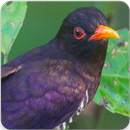 Violet Cuckoo Bird Songs : Violet Cuckoo Bird Call APK