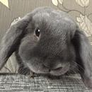 Escaping Rabbit APK