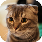Pretty Cute Cat HD Wallpaper icône