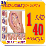 Perkembangan Janin 40 Minggu