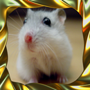 Dwarf Hamsters APK