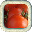 ”Growing Tomatoes