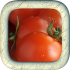 Icona Growing Tomatoes