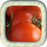 Growing Tomatoes icône