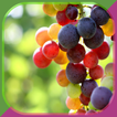 ”Grape Growing Secrets