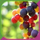 Grape Growing иконка