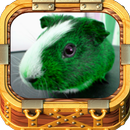 Guinea Pigs APK