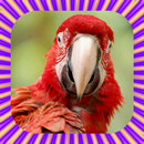 Parrot Talking APK