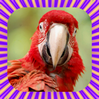 Parrot Talking icon