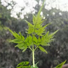 download Ayurvedic Diet : Do`s & Don`ts XAPK