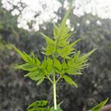 Ayurvedic Diet : Do`s & Don`ts