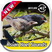 Asian Koel Sounds