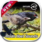 آیکون‌ Asian Koel Sounds