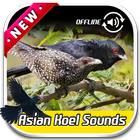 Asian Koel Sounds icône