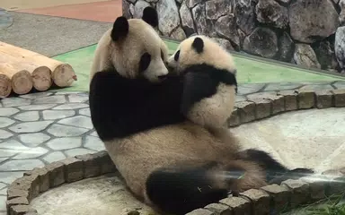 Web Camera Online: CCTV IP Cam Video Surveillance APK download