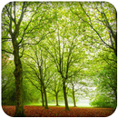 Forest Background Wallpaper APK