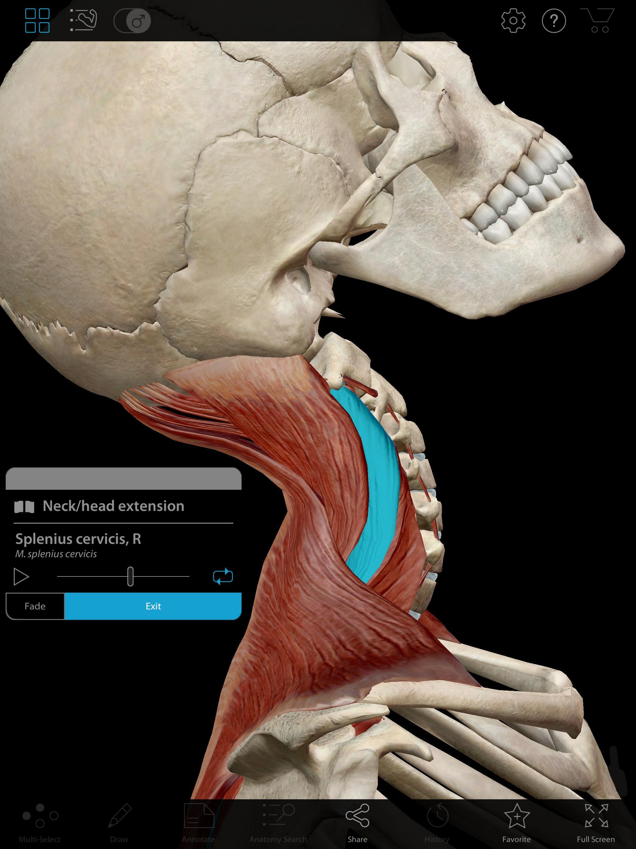 Anatomy Pictures Muscles And Bones Pdf Downloads / Muscle and bone: new