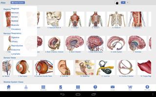 Human Anatomy Atlas SP capture d'écran 1
