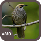 Cucakrowo Kicau Master