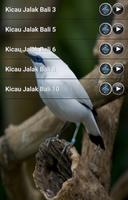 Jalak Bali Masteran Kicau capture d'écran 1