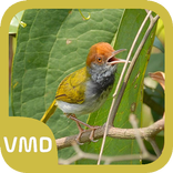 Masteran Kicau Prenjak