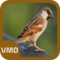 Sparrow Bird Sound