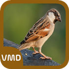Sparrow Bird Sound icon