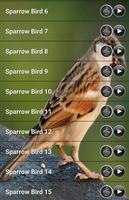 Sparrow Bird Sound ポスター