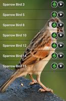 Sparrow Bird Sound captura de pantalla 1