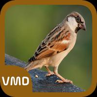 Sparrow Bird Sound imagem de tela 2
