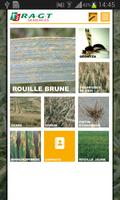 RGT Triticale poster