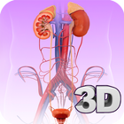 Urinary System Pro. icono