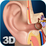 My Ear Anatomy ikona