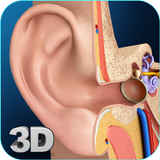 My Ear Anatomy иконка
