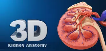 Kidney Anatomy