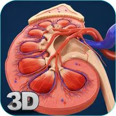 Kidney Anatomy APK Herunterladen