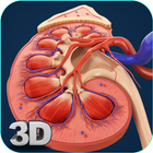 Kidney Anatomy ikon