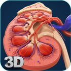 Kidney Anatomy icon