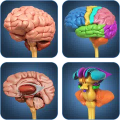 My Brain Anatomy APK download