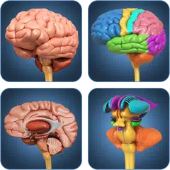 Скачать My Brain Anatomy APK