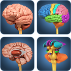 My Brain Anatomy أيقونة