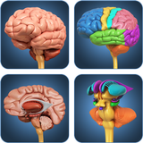 My Brain Anatomy-icoon