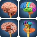 My Brain Anatomy aplikacja
