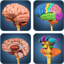 APK My Brain Anatomy