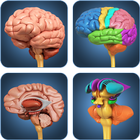My Brain Anatomy ícone