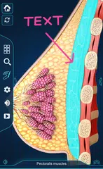 Breast Anatomy Pro. APK download