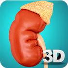 Kidney Anatomy Pro. simgesi