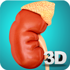 Kidney Anatomy Pro. иконка