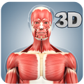 Muscle Anatomy Pro.